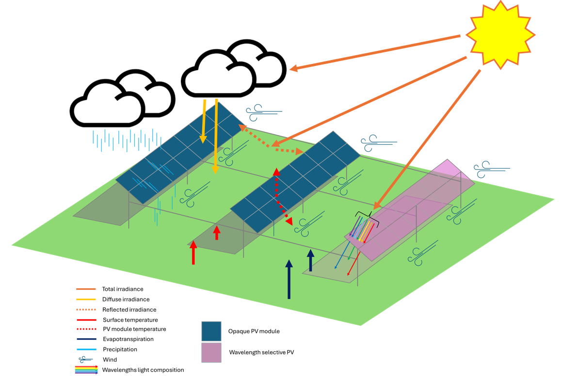 Microclimatic conditions under agrivoltaic systems. Shading by PV modules affects the microclimate, which in turn affects both agricultural and PV performance